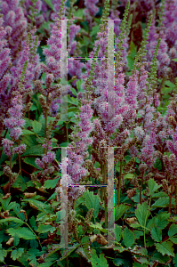 Picture of Astilbe chinensis var. davidii 