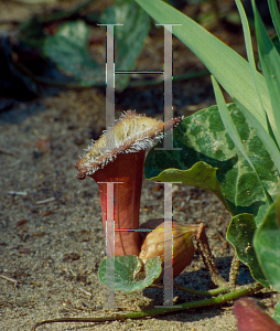 Picture of Aristolochia chilensis 