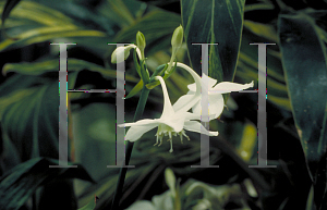 Picture of Eucharis x grandiflora 