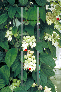 Picture of Clerodendrum thomsoniae 