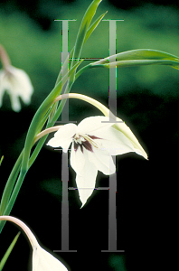 Picture of Gladiolus callianthus 