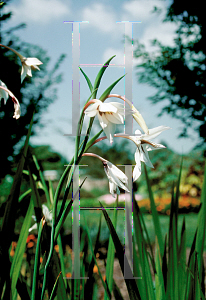 Picture of Gladiolus callianthus 