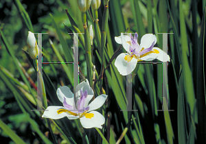 Picture of Dietes iridioides 