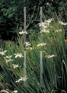 Picture of Dietes iridioides 