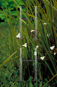 Picture of Libertia ixioides 