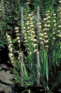 Picture of Sisyrinchium striatum 