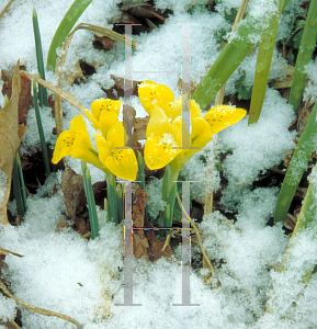 Picture of Iris danfordiae 