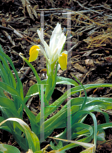 Picture of Iris bucharica 