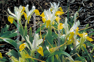 Picture of Iris bucharica 