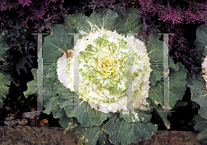 Picture of Brassica oleracea (Capitata Group) 'Osaka White'