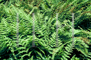 Picture of Athyrium filix-femina 