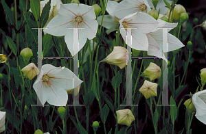 Picture of Platycodon grandiflorus 'Shell Pink'