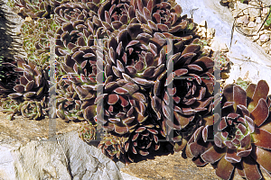 Picture of Sempervivum tectorum 'Cleveland Morgan'