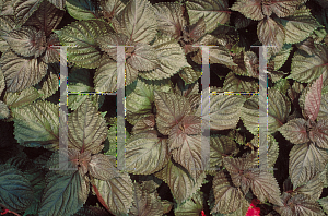Picture of Perilla frutescens 