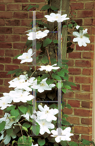 Picture of Clematis x jackmanii 