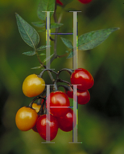 Picture of Solanum dulcamara 