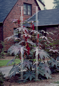 Picture of Ricinus communis 'Carmencita'