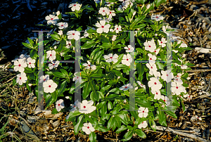 Picture of Catharanthus roseus 