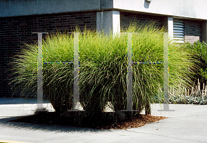 Picture of Miscanthus sinensis 'Gracillimus'