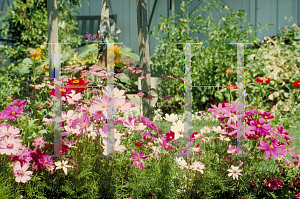 Picture of Cosmos bipinnatus 