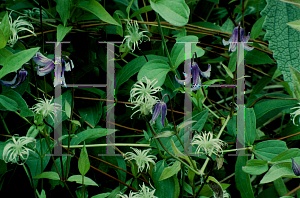 Picture of Clematis integrifolia 