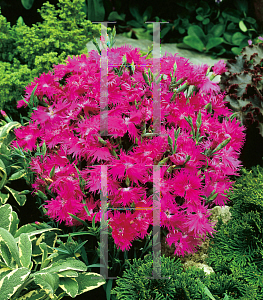 Picture of Dianthus  'Supra Purple'