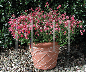 Picture of Diascia x 'Diamonte Coral Rose'