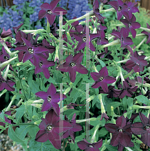 Picture of Nicotiana x sanderae 'Perfume Deep Purple'