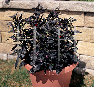 Picture of Capsicum annuum var. annuum 'Black Pearl'