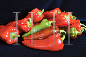 Picture of Capsicum annuum var. annuum 'Carmen'