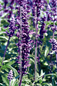 Picture of Salvia farinacea 'Evolution'