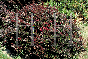 Picture of Berberis thunbergii 'Atropurpurea Nana'