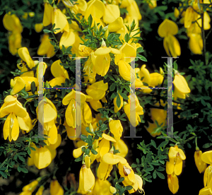 Picture of Cytisus scoparius 