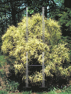 Picture of Cytisus scoparius 