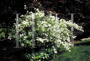 Picture of Deutzia gracilis 