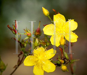 Picture of Hypericum patulum 