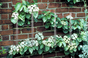 Picture of Viburnum dilatatum 