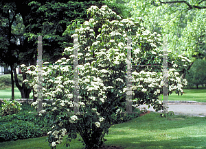 Picture of Viburnum dilatatum 