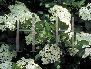 Picture of Viburnum prunifolium 