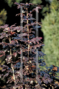 Picture of Mahonia aquifolium 'Compactum'