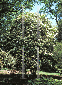 Picture of Photinia serrulata 
