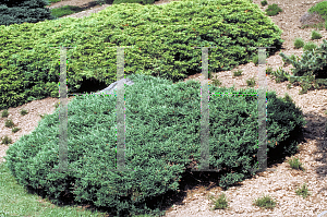 Picture of Juniperus conferta 'Repanda'