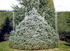 Picture of Picea glauca 