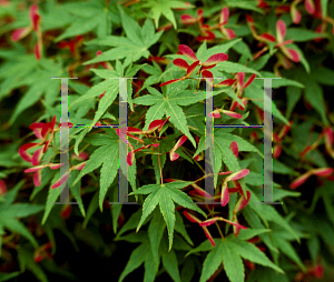 Picture of Acer palmatum 