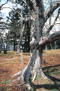 Picture of Betula maximowicziana 
