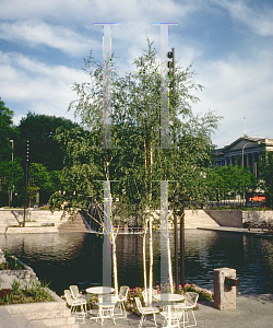 Picture of Betula pendula 'Laciniata'