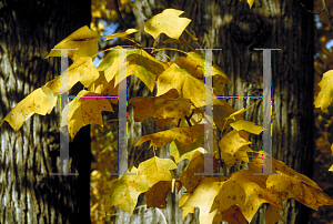 Picture of Liriodendron tulipifera 