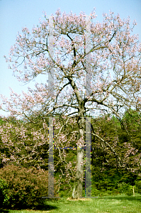 Picture of Paulownia tomentosa 