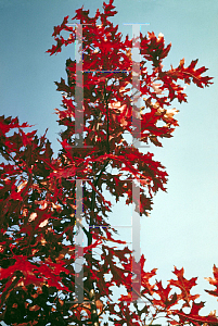 Picture of Quercus coccinea 