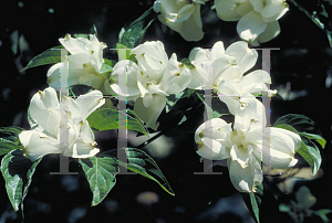 Picture of Cornus florida 'Plena'